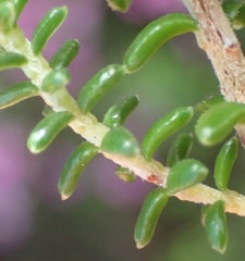 Erica arenaria