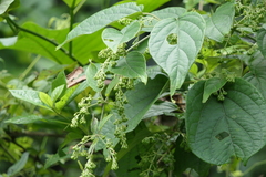 Aspidopterys cordata