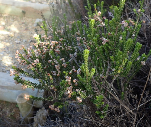 Image of Erica oraria by (c) Nicola van Berkel, some rights reserved (CC BY-SA)
