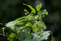 Aspidopterys cordata