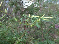 Persoonia mollis ledifolia