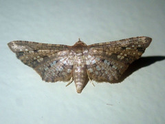 Picrostomastis inductalis