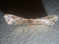 Picrostomastis inductalis