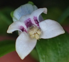 Cyphia dentariifolia