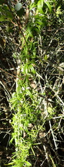 Cyphia dentariifolia