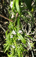 Cyphia dentariifolia
