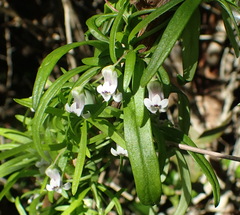 Cyphia dentariifolia