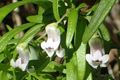 Cyphia dentariifolia