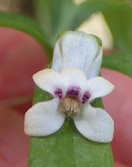 Cyphia dentariifolia