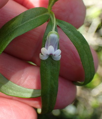 Cyphia dentariifolia