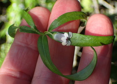Cyphia dentariifolia