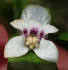 Cyphia dentariifolia