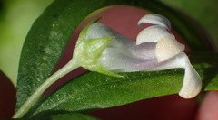 Cyphia dentariifolia