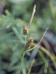 Carex tomentosa