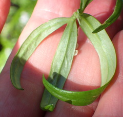 Cyphia dentariifolia