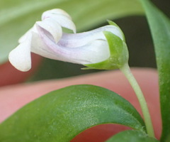 Cyphia dentariifolia