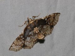 Omphisa anastomosalis
