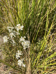 Pimelea phylicoides