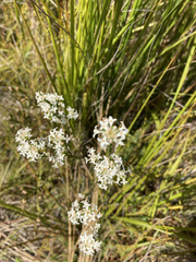 Pimelea phylicoides