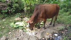 Bos