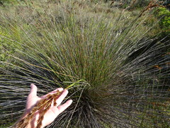 Thamnochortus insignis