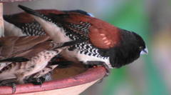 Spermestes bicolor nigriceps