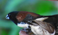 Spermestes bicolor nigriceps