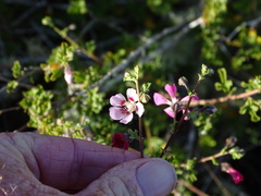 Anisodontea fruticosa