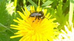 Melecta albifrons