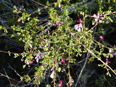 Anisodontea fruticosa