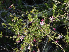 Anisodontea fruticosa