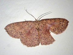 Mesotrophe intortaria