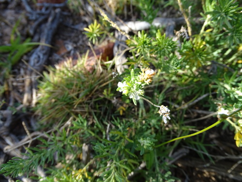 Image of Teucrium africanum by (c) Shaun Swanepoel, some rights reserved (CC BY)