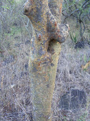 Commiphora glandulosa