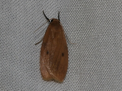 Paralithosia shaowuica