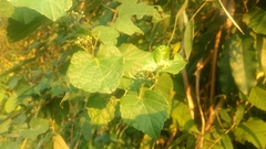 Ampelopsis glandulosa heterophylla
