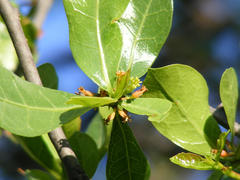 Commiphora glandulosa
