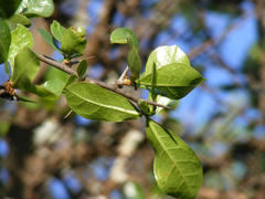 Commiphora glandulosa