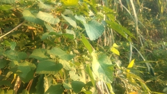 Ampelopsis glandulosa heterophylla