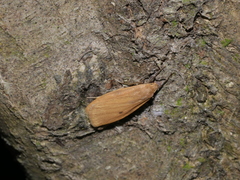 Paralithosia shaowuica