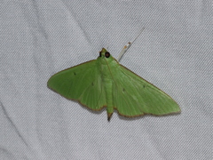 Parotis punctiferalis