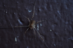 Paroligolophus agrestis