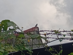 Copsychus mindanensis