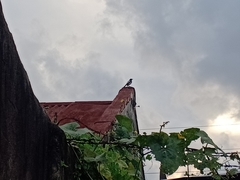 Copsychus mindanensis