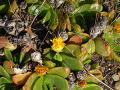 Glottiphyllum uncatum (Glottiphyllum uncatum)