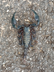 Scorpionidae