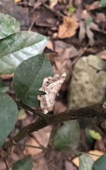 Chiasmia intermediaria