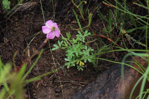 Oxalis bifurca (Oxalis bifurca)