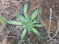 Euphorbia flanaganii