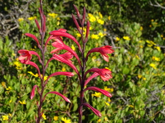 Watsonia fourcadei